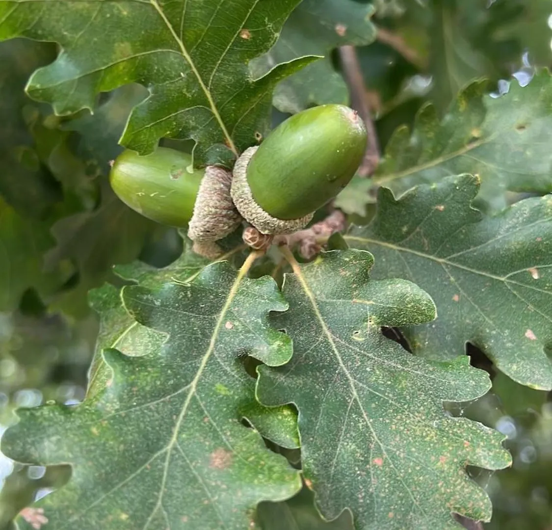 Elegante Appartamento In Un Casolare Toscano Scarlino 0*,  Italy